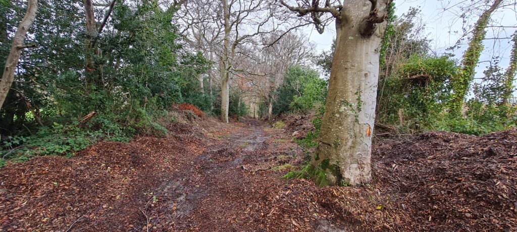 image of wooded area in Kilternan improving protection for wildlife corridors and bad planning decision in Kilternan