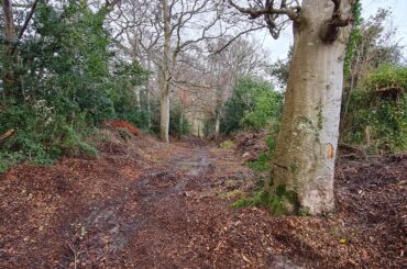 image of wooded area in Kilternan improving protection for wildlife corridors and bad planning decision in Kilternan