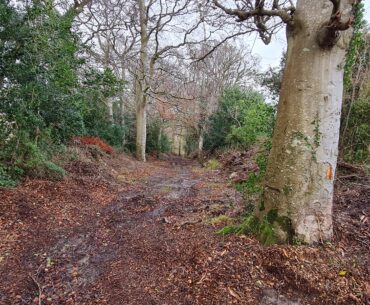 image of wooded area in Kilternan